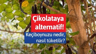 Keçiboynuzu nedir nasıl tüketilir Harnup hakkında bilinmeyenler [upl. by Ailecara]