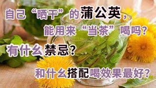 自己“晒乾”的蒲公英，能用來“當茶”喝嗎？有什麼禁忌？和什麼搭配喝效果最好？ [upl. by Demetra765]