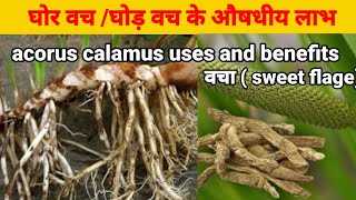 वच औषधि क्या है वच का सेवन कैसे करें  benefits of vacha sweet Flagacoruscalamus [upl. by Debbee]