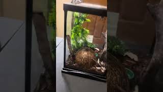 NEW TARANTULA ENCLOSURE🔥THE SETUP PT 2 [upl. by Grayce]