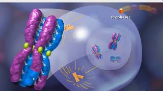 Meiosis animation [upl. by Liban145]