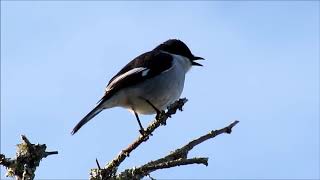 Fiscal Flycatcher males mimicking other bird species [upl. by Iam360]