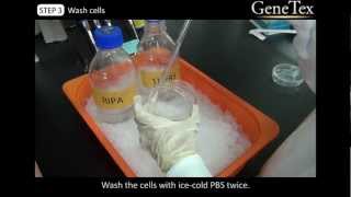 Western Blot  Sample preparation Video from GeneTex [upl. by Strephon]