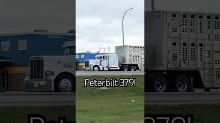 Sick Peterbilt 379 Bullhauler in Kindersley [upl. by Aihsar]