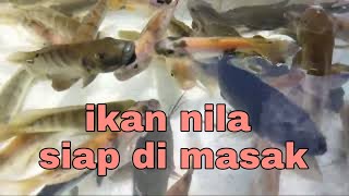 Sekitar kita ikan nila [upl. by Netsuj130]