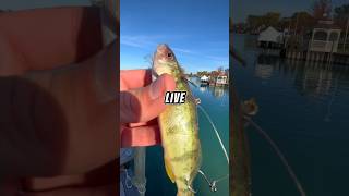 Fishing with LIVE BAIT on a TINY ROD 🐟🎣 fishing [upl. by Meijer]