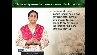 Role of Spermatophore in insect fertilization  Animal Diversity Invertebrates  ZOO512TTopic197 [upl. by Deb]