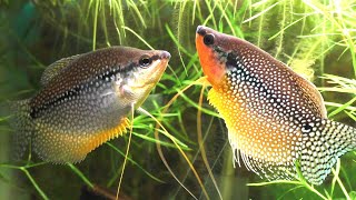 The Complete Guide To Keeping And Breeding The Pearl Gourami Trichopodus leerii [upl. by Ettesyl]