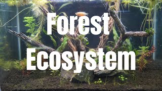 Forest Ecosystem [upl. by Arihsa993]