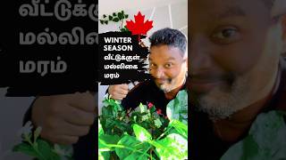 How to protect indoor plants from winter 🇨🇦 Canada Tamil Vlog [upl. by Frierson]