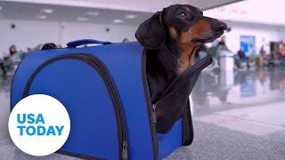 CDC sets new travel regulations for dogs entering US  USA TODAY [upl. by Akeryt562]