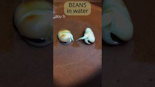 Growing beans in water for 2 weeks timelapse [upl. by Yrekaz]