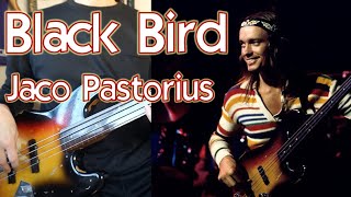 Jaco Pastorius BLACK BIRD [upl. by Eimac]