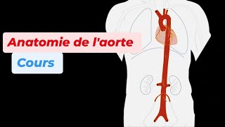 ANATOMIE DE LAORTE [upl. by Elocon42]