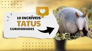 10 CURIOSIDADES SOBRE OS TATUS [upl. by Collar972]