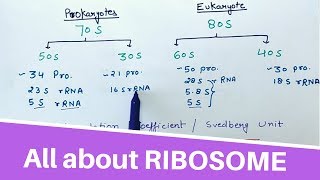 All about RIBOSOME [upl. by Adnirak]