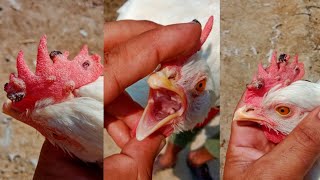 Fowl Pox Sings Prevention Causes Diagnosis Treatment and Vaccine in Chickens and Turkey Poultry [upl. by Inohtna]