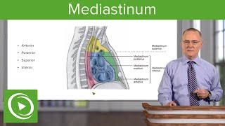 Mediastinum Lungs mediastinum and cardiac valves – Anatomy  Lecturio [upl. by Yci244]