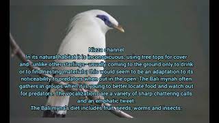 The BALI MYNA JALAK BALI facts conservation endengered animals birdparadise endemic birds [upl. by Akkin]