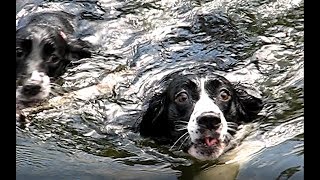 English Springer Spaniels jump in the lake of the Ozarks [upl. by Surdna]