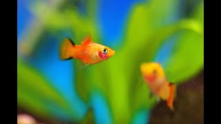 5 facts about Platy fish [upl. by Yard]