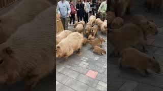 Capybaras Get Off Work Today [upl. by Consuelo513]