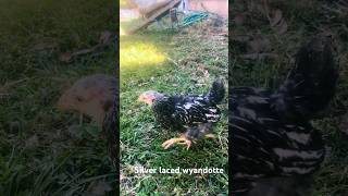 Vida en estados unidos con gallinas🐓🥚 Silver laced wyandotte [upl. by Ramsay264]