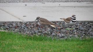 Killdeer Laying an egg [upl. by Croom]