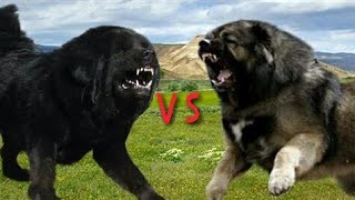 Tibetan mastiff vs Caucasian ovcharka [upl. by Lashond932]