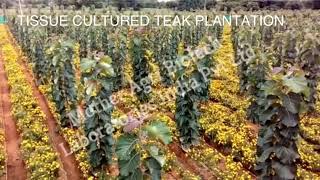 Yearwise growth of MOTHER BIOTECH TISSUE CULTURE TEAK PLANTS  3 years40 F Height amp 70 cm girth [upl. by Fabe]