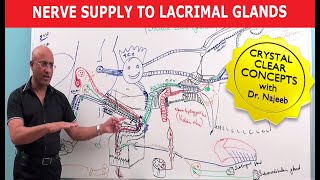 Nerve supply to Lacrimal Glands  Neuroanatomy [upl. by Oliy]