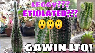 Etiolatedleggy cactus  Gawin ito [upl. by Eniamerej]