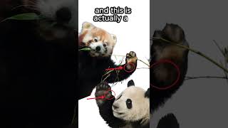 Pandas have FALSE thumbs🐼🔴🐼animals animalfacts shorts [upl. by Edahsalof]