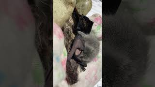 Baby Bat Bath  Living Sky Wildlife Rehabilitation [upl. by Mather929]