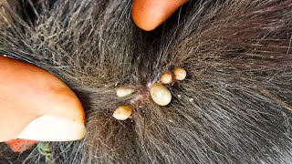 Dog Ticks Remove  Easy And Fast Way To Remove All Ticks From Poor Dog  Save Poor Dog EP 172 [upl. by Enyawd]