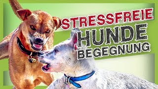 Stressvermeidung bei Hundebegegnungen – Mit diesen einfachen Tipps klappt es [upl. by Hertberg]