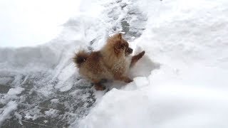 Pomeranian Dogs Playing in Snow [upl. by Lirret]