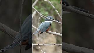 Belted Kingfisher Sound Video Short North American Nature Sounds [upl. by Harpole850]