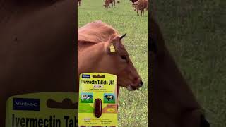 Hitek Veterinary Bolus Uses in Hindi  Ivermectin Bolus Uses in Hindi [upl. by Elon]