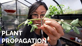 How to Propagate Plants 4 Methods to Master [upl. by Saba]