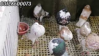 White Norwich Cropper pigeon pigeonfarming pigeonhobby [upl. by Eilyak]