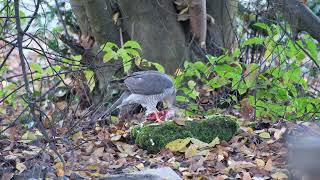 SperberSparrowhawk Accipiter nisus [upl. by Georges]