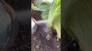 Blasting aphids off of plants with water [upl. by Booker]