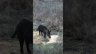 ARCHERY HOG HEADSHOT HUGE BOAR shorts bowhunting outdoors hunting archery foryou [upl. by Laamak]