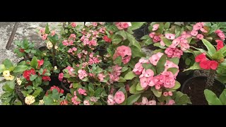 How to take care of Euphorbia Flowers 🌺 part 2euphorbiaflowerterracegarden [upl. by Archer]