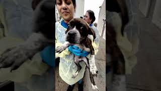 A Special Rescue Saving Pets from Shelters and HighRisk Situations PLEASE DONATE TO US [upl. by Enrica822]