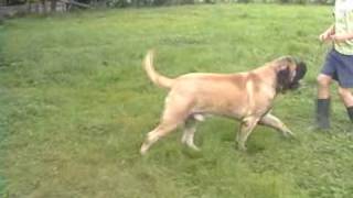 English Mastiff  Westgort Anticipation [upl. by Ogeid]