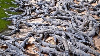 Croc Farm Ivato 10000 crocodiles ready to be turned into a kebab or handbag [upl. by Hubsher]