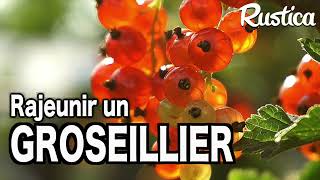 Multiplier et rajeunir un vieux groseillier [upl. by Aneehc]