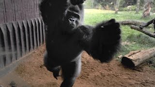 400 Pound Gorilla Breaks Enclosure Glass Escapes [upl. by Eanehs]